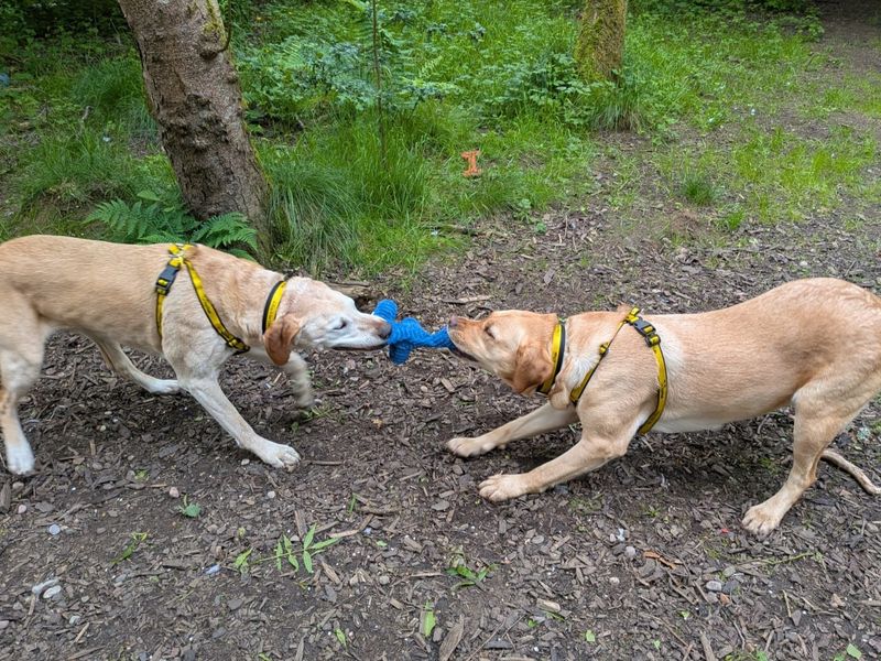 undefined | Retriever (Labrador) | undefined - 3