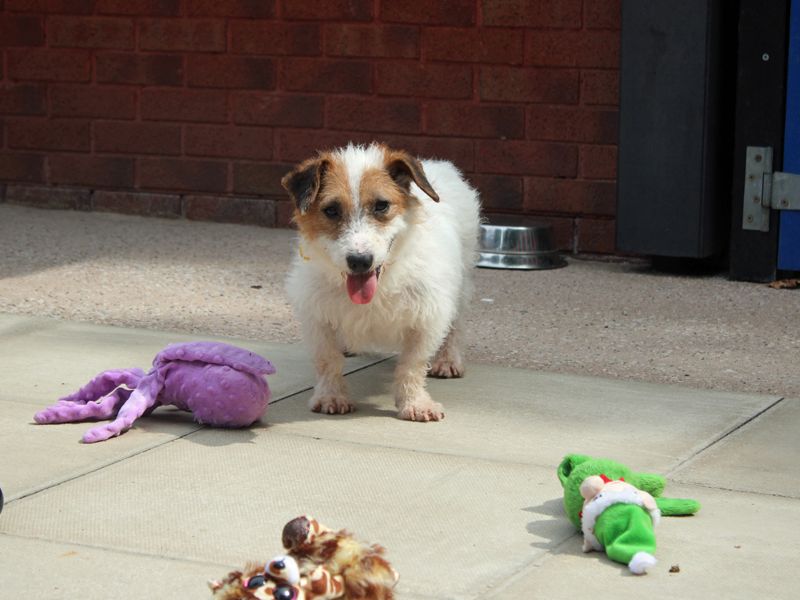 Mica | Terrier (Jack Russell) | Merseyside (Liverpool) - 3