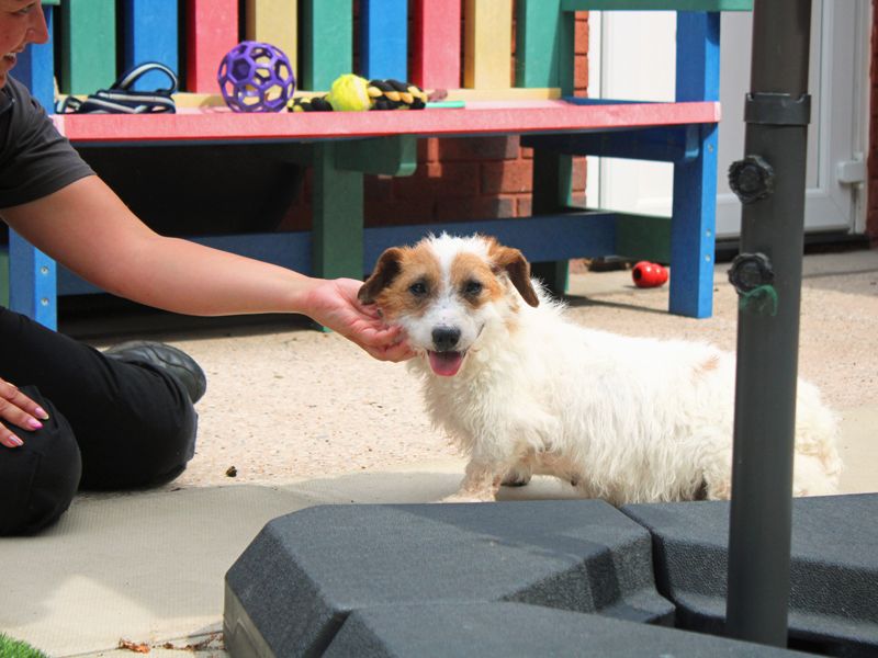 Mica | Terrier (Jack Russell) | Merseyside (Liverpool) - 5