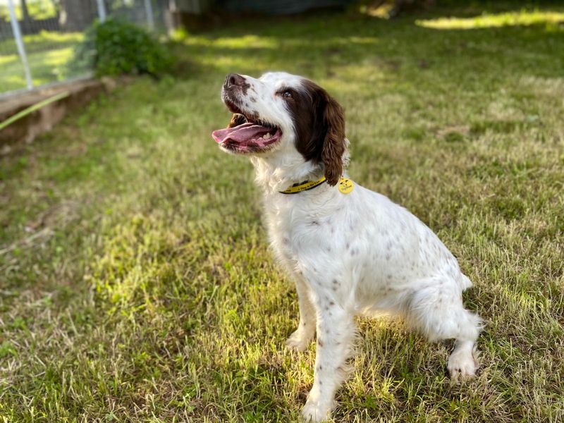 undefined | Spaniel (English Springer) | undefined - 2