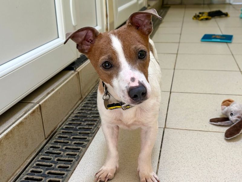 Judy | Terrier (Jack Russell) | Snetterton (Norfolk) - 2