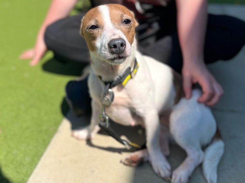 Judy | Terrier (Jack Russell) | Snetterton (Norfolk) - 6