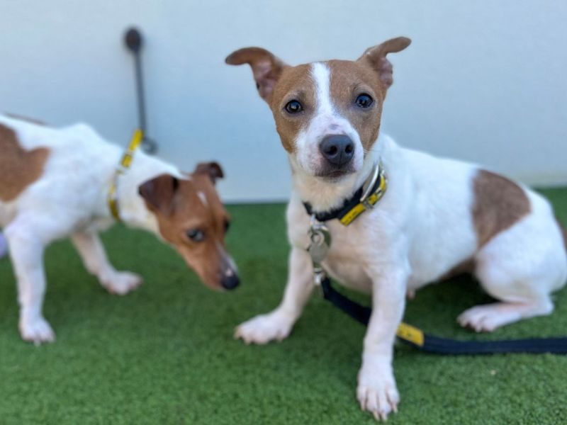 Judy | Terrier (Jack Russell) | Snetterton (Norfolk) - 2