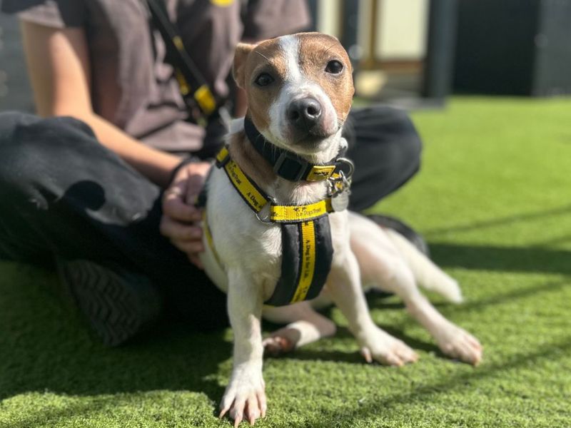 Judy | Terrier (Jack Russell) | Snetterton (Norfolk) - 1