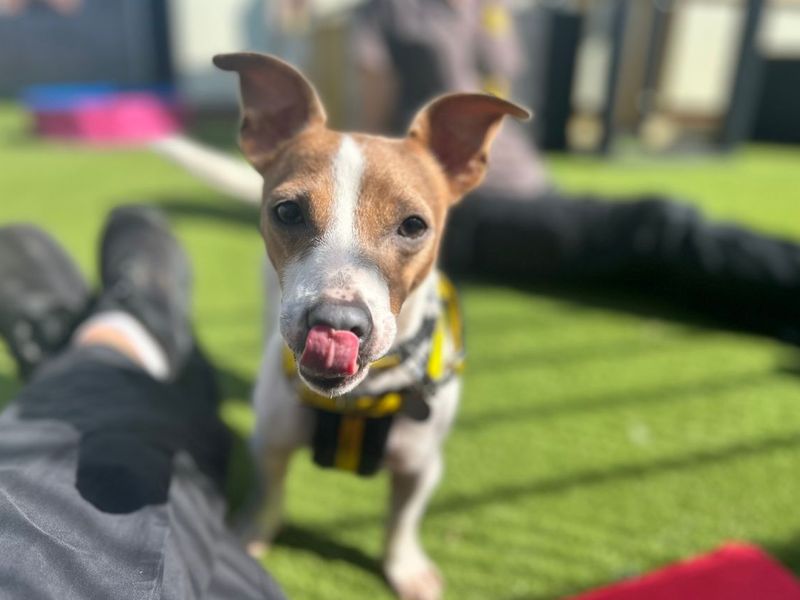 Judy | Terrier (Jack Russell) | Snetterton (Norfolk) - 4
