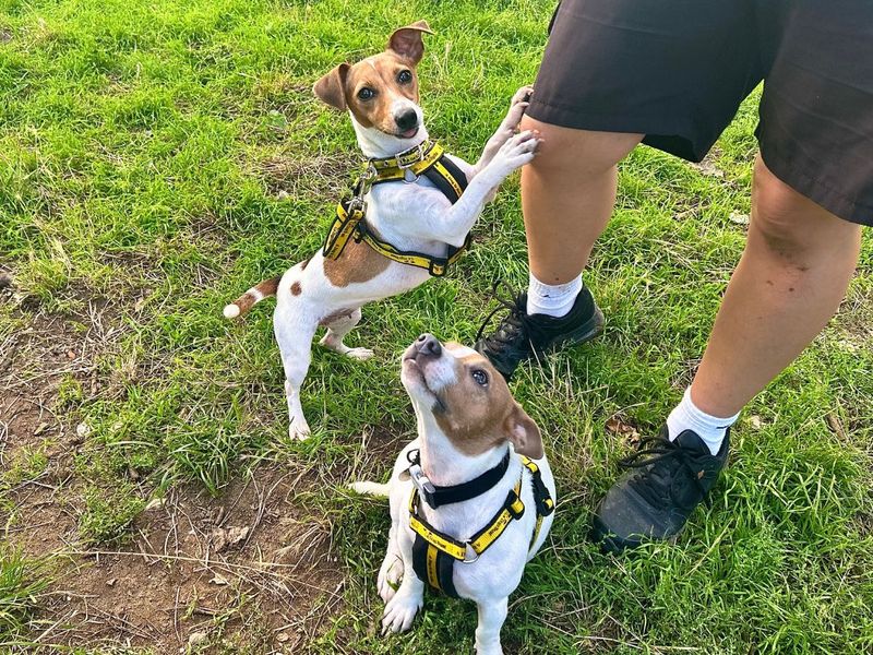 Judy | Terrier (Jack Russell) | Snetterton (Norfolk) - 8