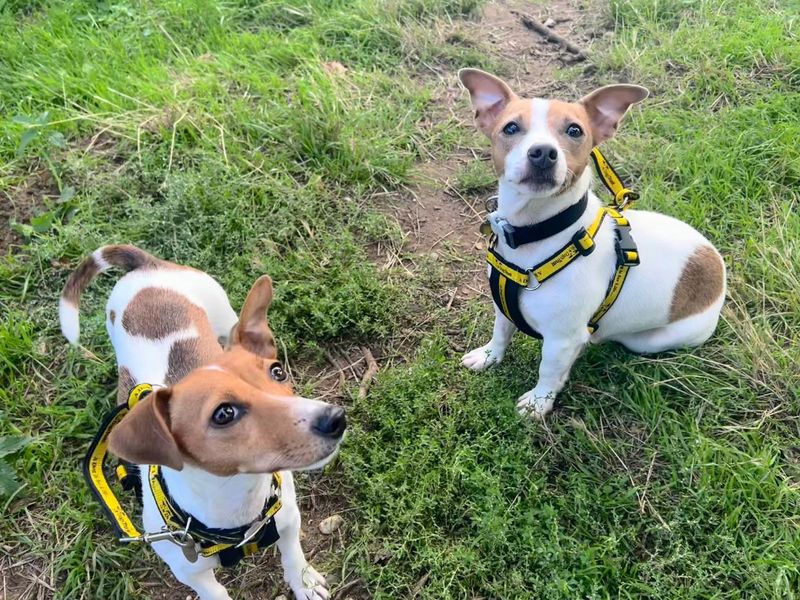 Judy | Terrier (Jack Russell) | Snetterton (Norfolk) - 7