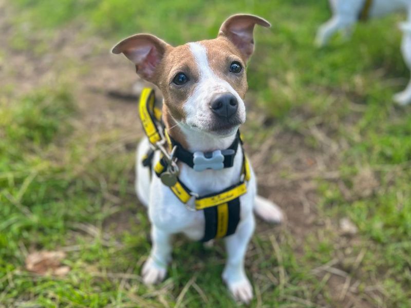 Judy | Terrier (Jack Russell) | Snetterton (Norfolk) - 3