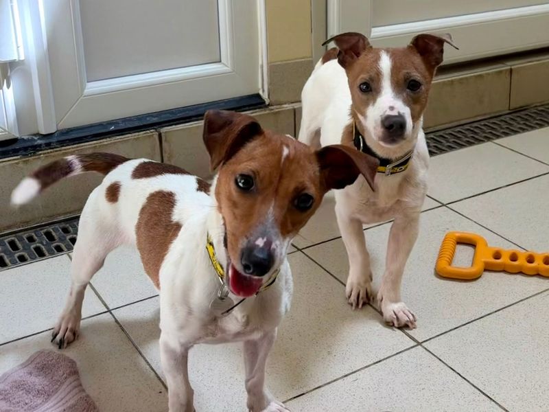 Kitty | Terrier (Jack Russell) | Snetterton (Norfolk) - 3