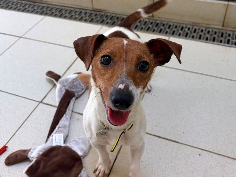 Kitty | Terrier (Jack Russell) | Snetterton (Norfolk) - 2