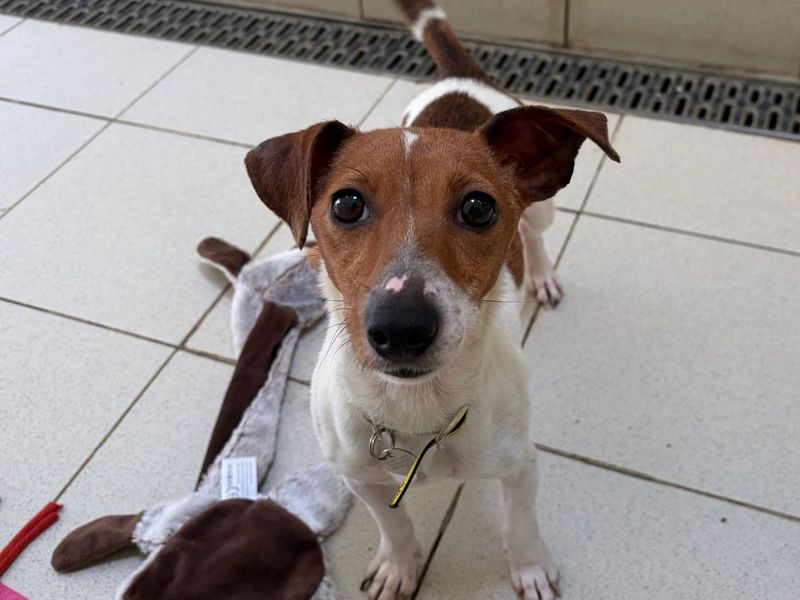 Kitty | Terrier (Jack Russell) | Snetterton (Norfolk) - 4