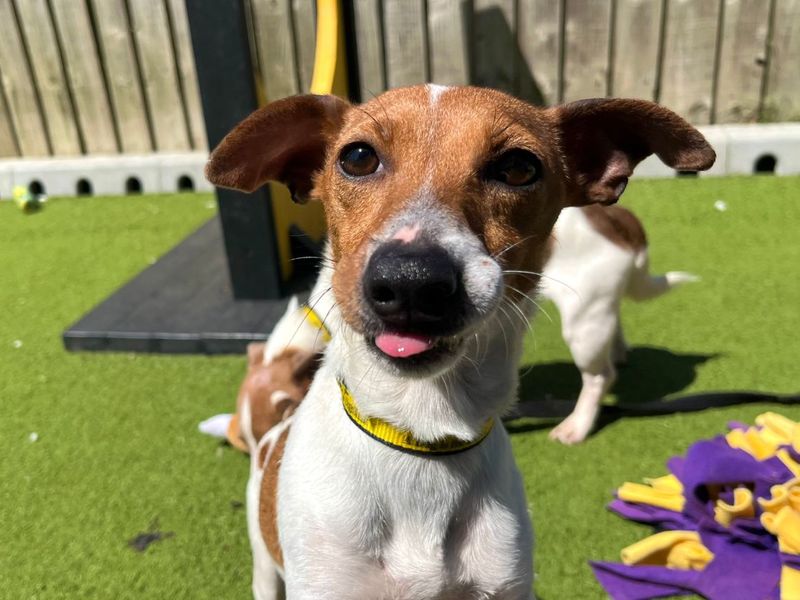 Kitty | Terrier (Jack Russell) | Snetterton (Norfolk) - 7