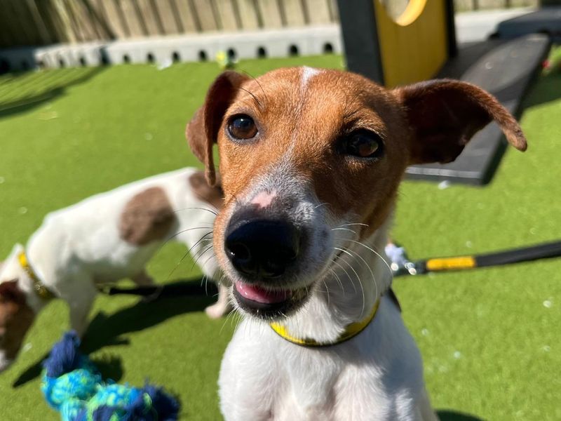 Kitty | Terrier (Jack Russell) | Snetterton (Norfolk) - 3