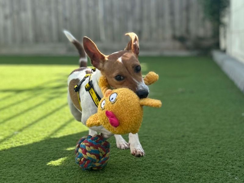 Kitty | Terrier (Jack Russell) | Snetterton (Norfolk) - 8