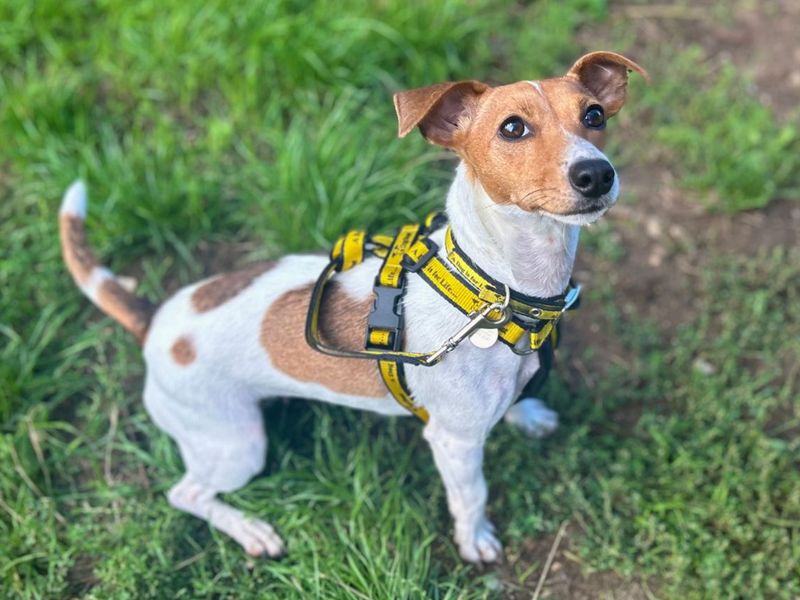 Kitty | Terrier (Jack Russell) | Snetterton (Norfolk) - 5