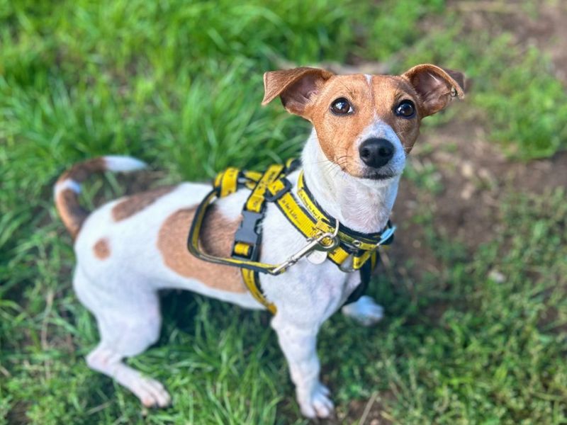 Kitty | Terrier (Jack Russell) | Snetterton (Norfolk) - 9