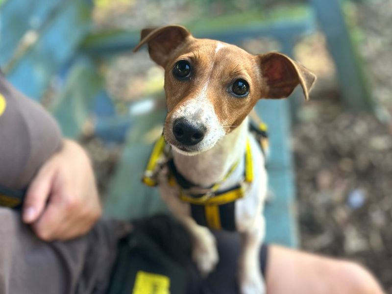 Kitty | Terrier (Jack Russell) | Snetterton (Norfolk) - 1