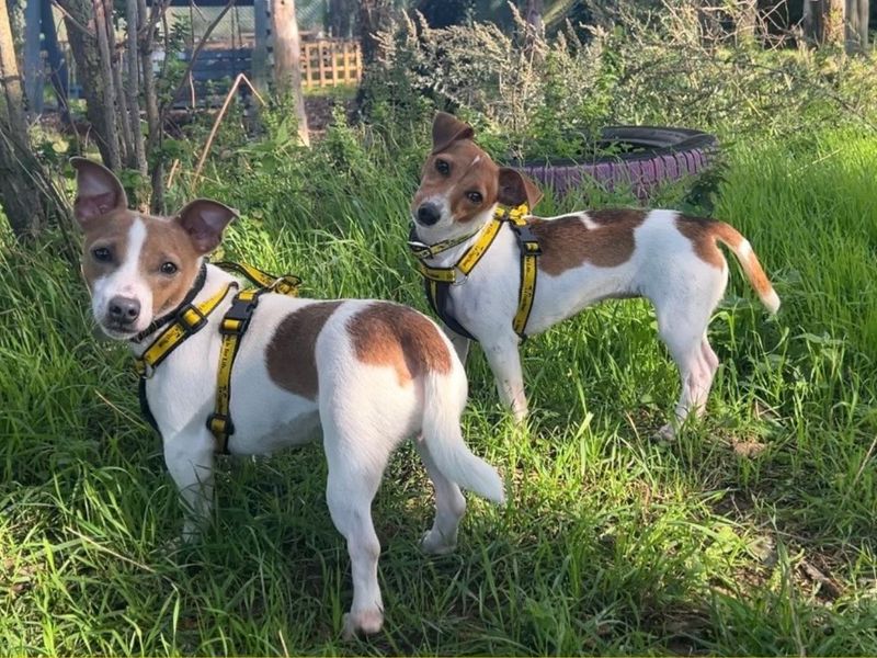 Kitty | Terrier (Jack Russell) | Snetterton (Norfolk) - 2