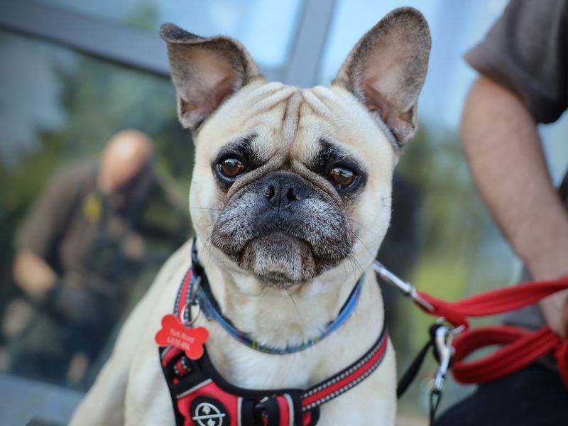 Teddy | Pug Cross | Leeds - 1