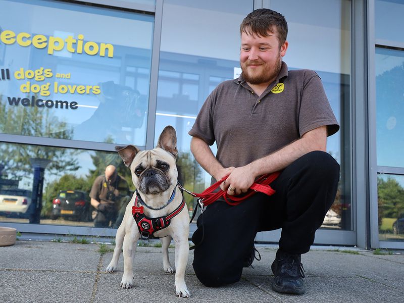 Teddy | Pug Cross | Leeds - 2