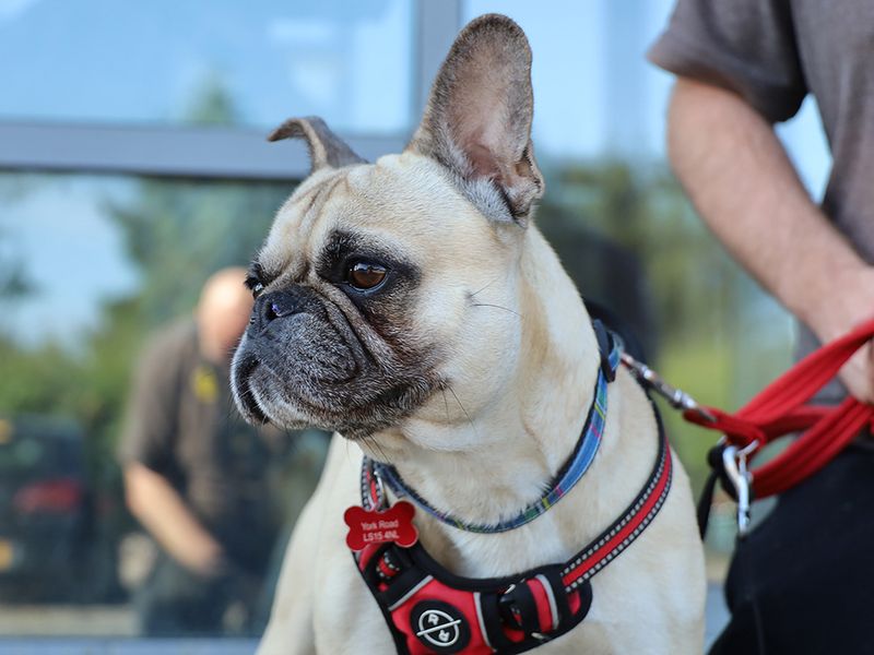 Teddy | Pug Cross | Leeds - 4
