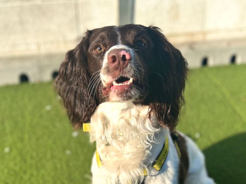 Springer Spaniel Dogs And Puppies For Adoption