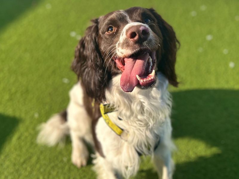 Harry - Image 2 of 5