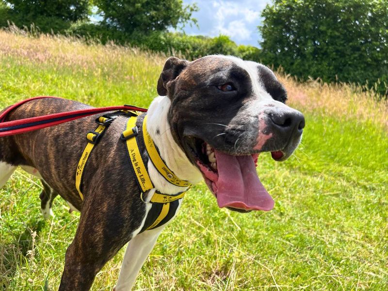 undefined | Terrier (Staffordshire Bull) | undefined - 5