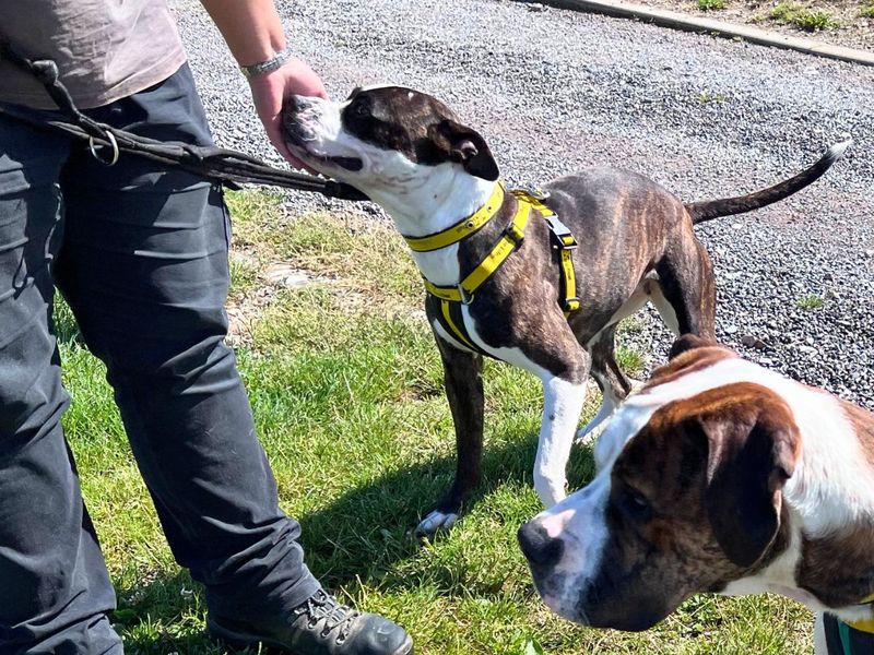 undefined | Terrier (Staffordshire Bull) | undefined - 1