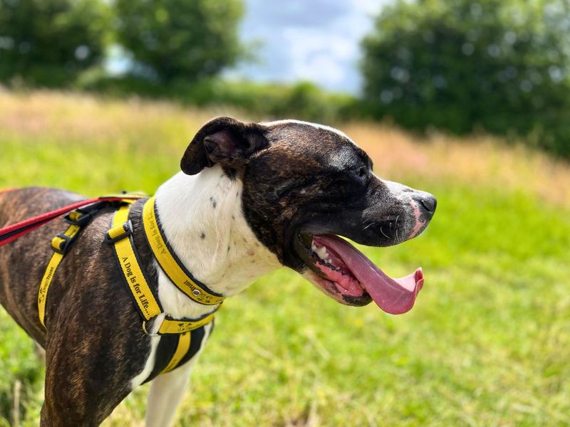 undefined | Terrier (Staffordshire Bull) | undefined - 3