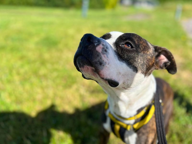 undefined | Terrier (Staffordshire Bull) | undefined - 2