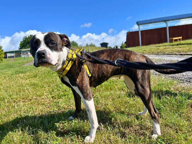 undefined | Terrier (Staffordshire Bull) | undefined - 4