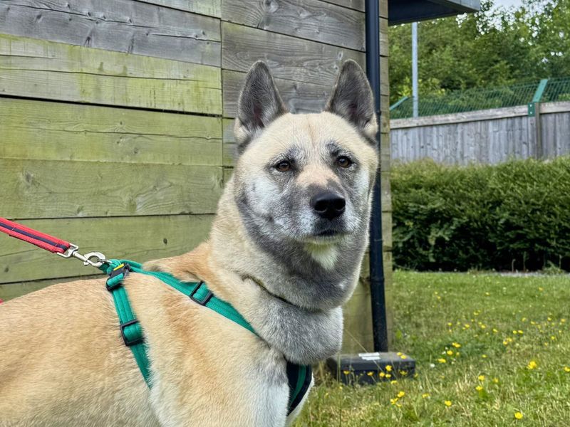 undefined | Akita Cross | undefined - 3