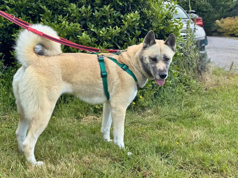 undefined | Akita Cross | undefined - 4