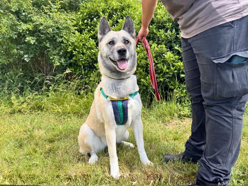 undefined | Akita Cross | undefined - 2