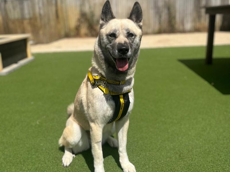 Mulan | Akita Cross | Salisbury (Wiltshire) - 1