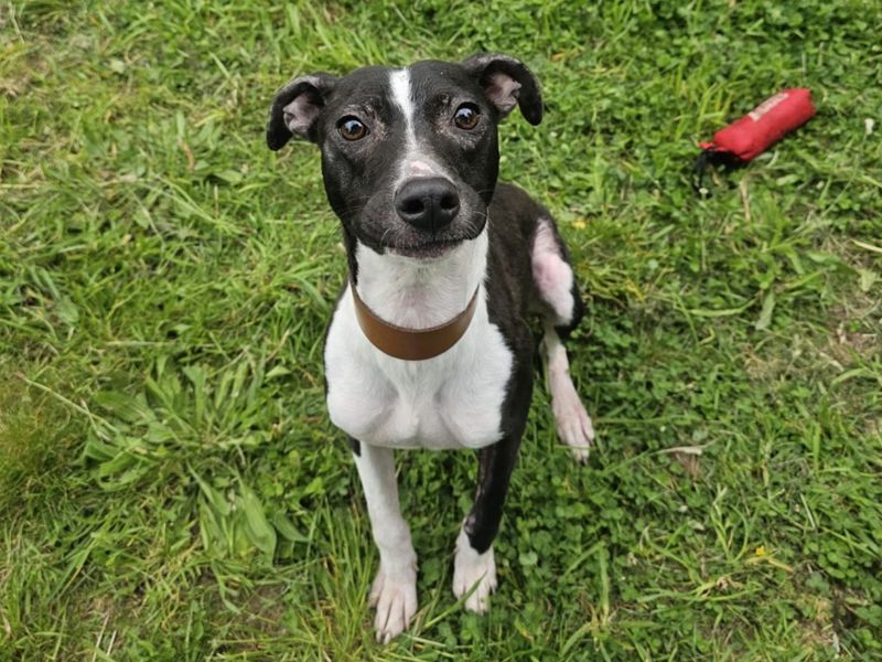 undefined | Lurcher | undefined - 2