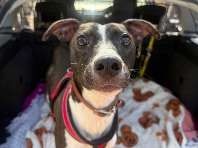 undefined | Lurcher | undefined - 1