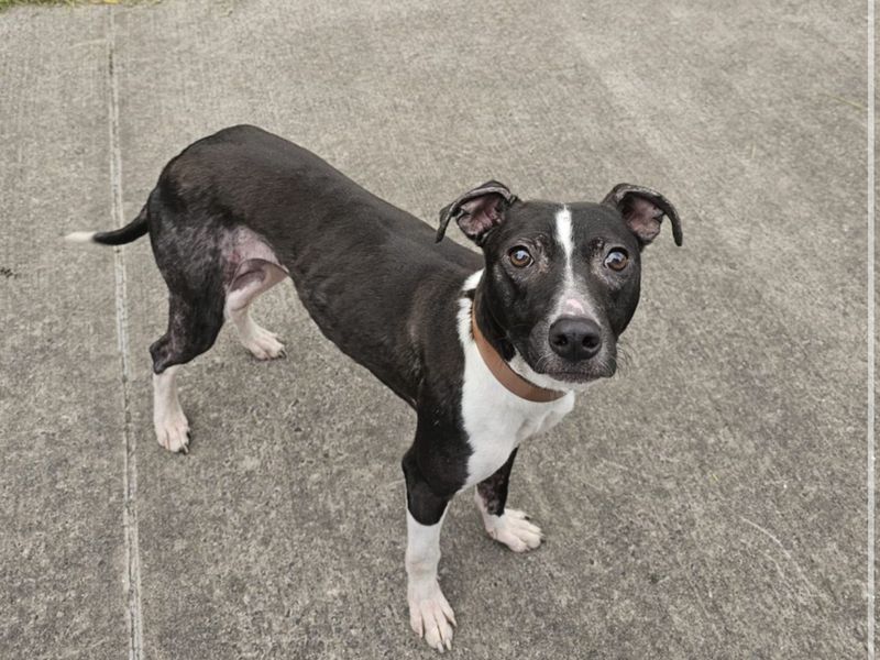 undefined | Lurcher | undefined - 3