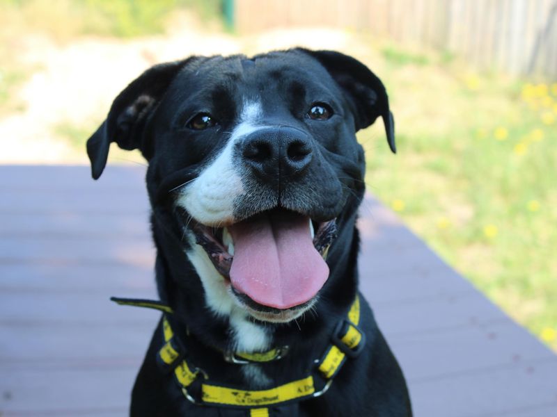 Staffordshire Bull Terrier Dogs And Puppies For Adoption