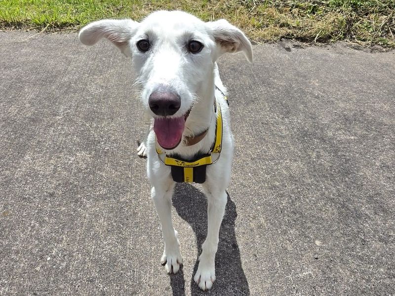 Coconut | Lurcher | Shrewsbury (Shropshire) - 2