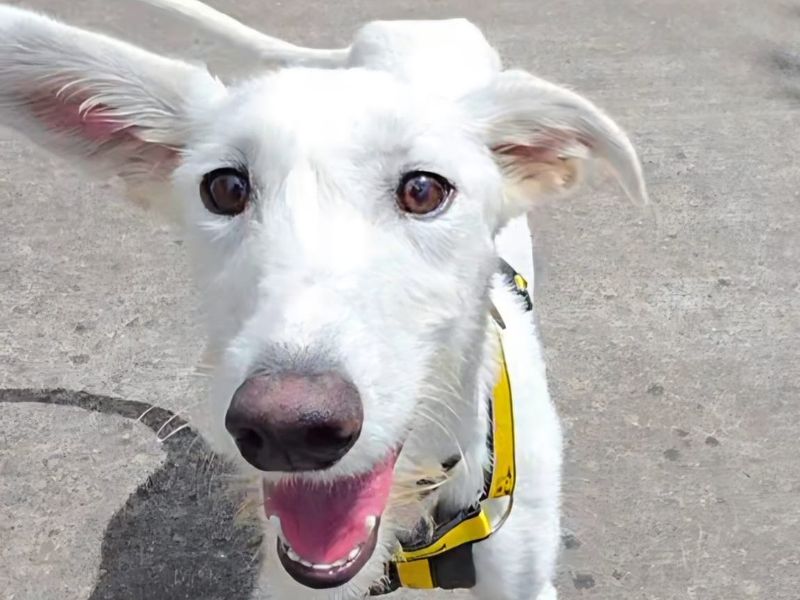 Coconut | Lurcher | Shrewsbury (Shropshire) - 1
