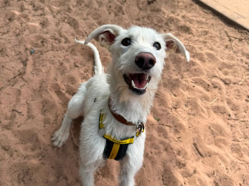 Coconut | Lurcher | Shrewsbury (Shropshire) - 4
