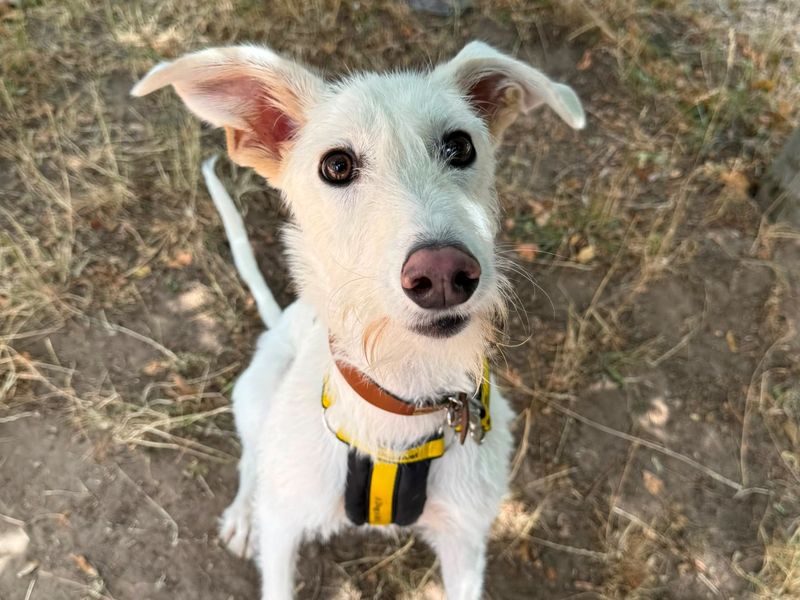 Coconut | Lurcher | Shrewsbury (Shropshire) - 2
