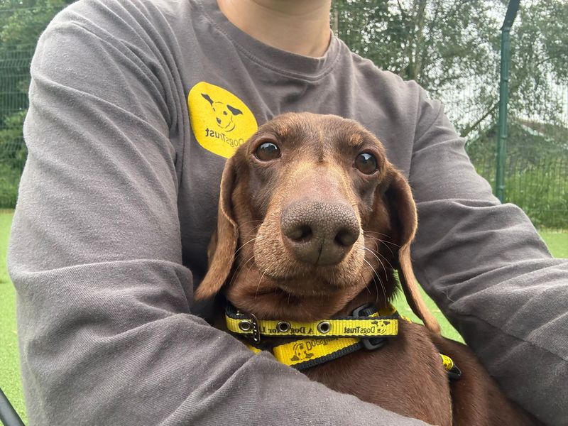 undefined | Dachshund (Miniature Smooth Haired) | undefined - 3