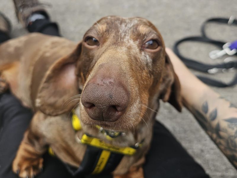 undefined | Dachshund (Miniature Smooth Haired) | undefined - 5