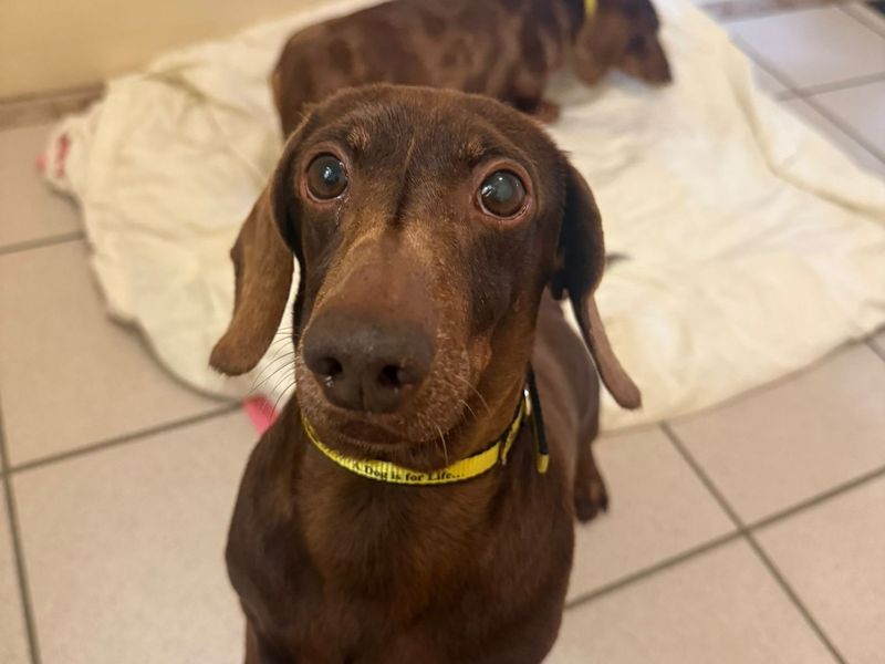 undefined | Dachshund (Miniature Smooth Haired) | undefined - 2