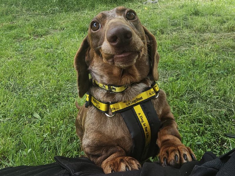 undefined | Dachshund (Miniature Smooth Haired) | undefined - 4
