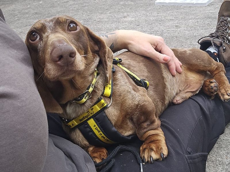 undefined | Dachshund (Miniature Smooth Haired) | undefined - 7