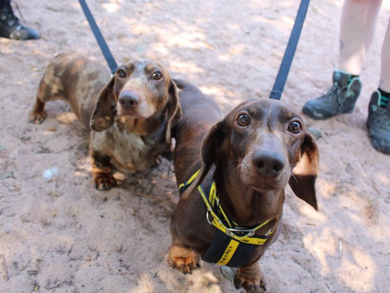 undefined | Dachshund (Miniature Smooth Haired) | undefined - 6